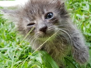 Bless - Maine Coon + Persian Cat