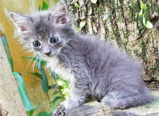 Bless - Maine Coon + Persian Cat