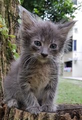 Bless - Maine Coon + Persian Cat