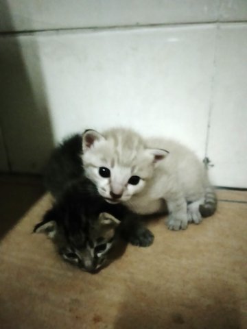 1 Stripy 1 Whitish Kitties - Domestic Short Hair Cat