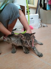 1 Stripy 1 Whitish Kitties - Domestic Short Hair Cat