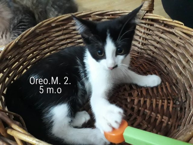 Olie, Olive, Momo, Omel, Coco,demok,oreo - Domestic Short Hair Cat