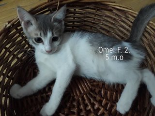 Olie, Olive, Momo, Omel, Coco,demok,oreo - Domestic Short Hair Cat