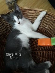 Olie, Olive, Momo, Omel, Coco,demok,oreo - Domestic Short Hair Cat