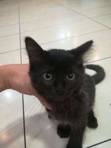 Black Black - Domestic Medium Hair + Domestic Short Hair Cat