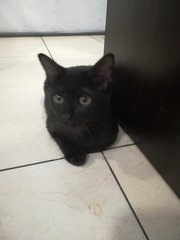 Black Black - Domestic Medium Hair + Domestic Short Hair Cat