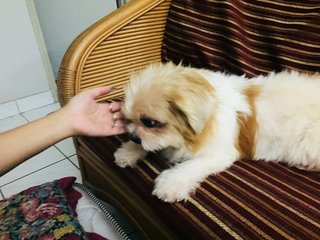 Shih Tzu  - Mixed Breed Dog