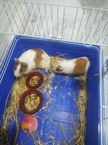 Thomas And Tommy - Guinea Pig Small & Furry