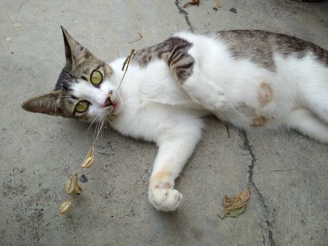 Mum + Kitten - Domestic Medium Hair Cat