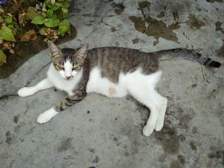 Mum + Kitten - Domestic Medium Hair Cat