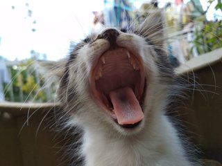 Mum + Kitten - Domestic Medium Hair Cat