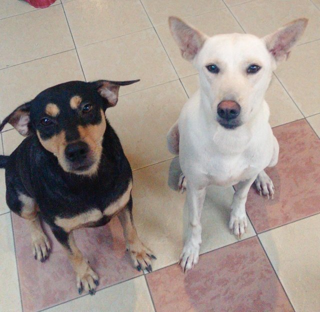 Daisy &amp; Sandy - Mixed Breed Dog