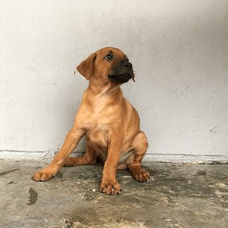 Julien - Mixed Breed Dog