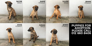 Julien - Mixed Breed Dog