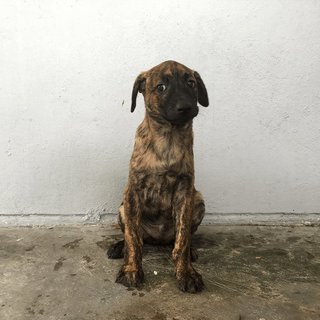 Judah - Mixed Breed Dog