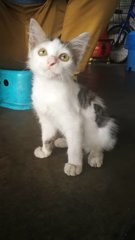 She Is Waiting You To Give Her A Name - Domestic Medium Hair Cat