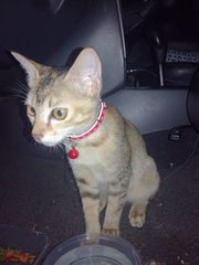 Right after Bobo was found, wearing his red collar & red bell T____T