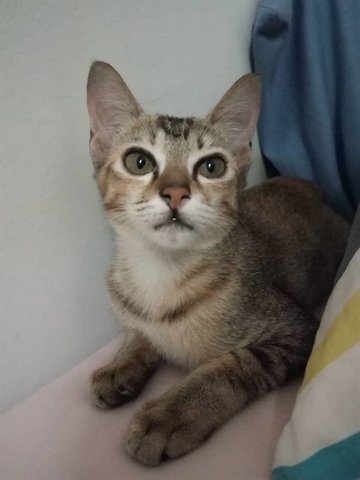 Bobo Di Mana (Kajang) - Domestic Short Hair Cat