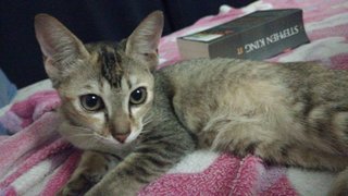 Bobo Di Mana (Kajang) - Domestic Short Hair Cat