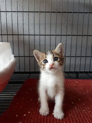 2 Boys &amp; A Girl - Domestic Short Hair Cat