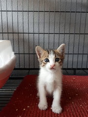 2 Boys &amp; A Girl - Domestic Short Hair Cat