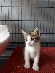 2 Boys &amp; A Girl - Domestic Short Hair Cat