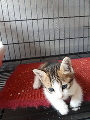 2 Boys &amp; A Girl - Domestic Short Hair Cat