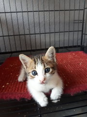 2 Boys &amp; A Girl - Domestic Short Hair Cat