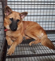 Mint-german Shepherd Mix (Small Breed) - German Shepherd Dog Mix Dog