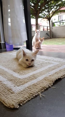 Snow - Domestic Medium Hair Cat