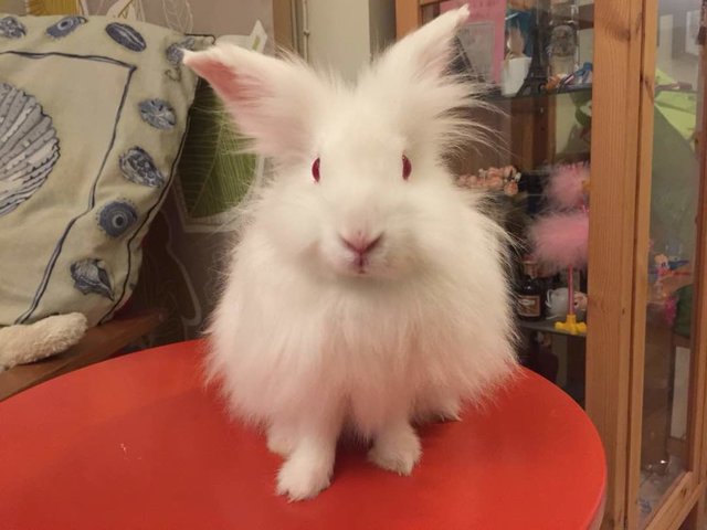 Fluffy - Angora Rabbit Rabbit