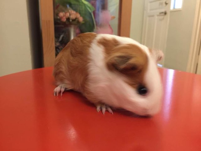 Nibbles - Guinea Pig Small & Furry