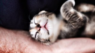 Boom Boom, sound asleep in foster daddy’s arm