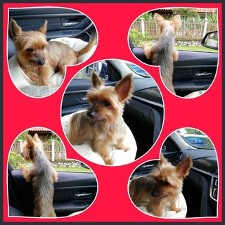 Skyler - Silky Terrier Dog