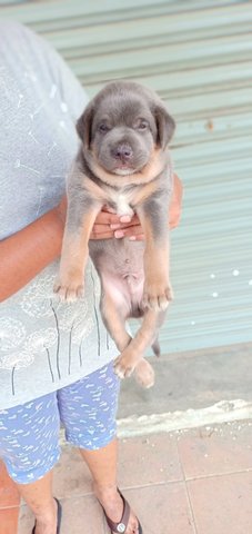 Mix Puppies Klang - Mixed Breed Dog