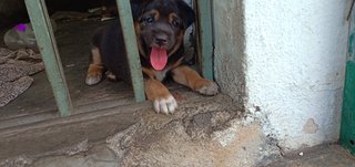 Mix Puppies Klang - Mixed Breed Dog