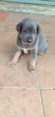 Mix Puppies Klang - Mixed Breed Dog