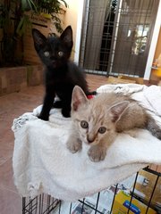 Kittens 6 Weeks Old, For Kl &amp; Sban Area - Tabby + Calico Cat