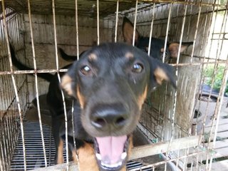 Tanjung Karang Babies - Rottweiler + Rhodesian Ridgeback Dog