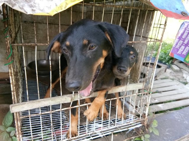 Tanjung Karang Babies - Rottweiler + Rhodesian Ridgeback Dog