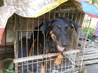 Tanjung Karang Babies - Rottweiler + Rhodesian Ridgeback Dog