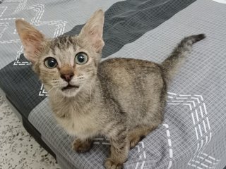 Juni Kitten - Domestic Short Hair Cat