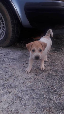 2 Male Puppies(Jawi) - Mixed Breed Dog