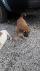 2 Male Puppies(Jawi) - Mixed Breed Dog