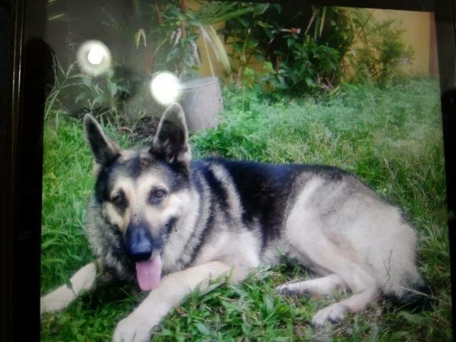 Rocky - German Shepherd Dog Dog