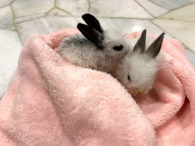 2 Rabbit For Adoption - Bunny Rabbit Rabbit