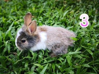 Puffball - Angora Rabbit + Lionhead Rabbit