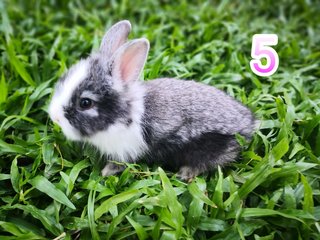 Puffball - Angora Rabbit + Lionhead Rabbit