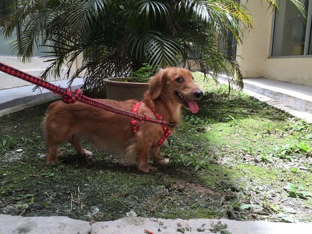 Toffee - Urgent Adoption Required!  - Dachshund Dog