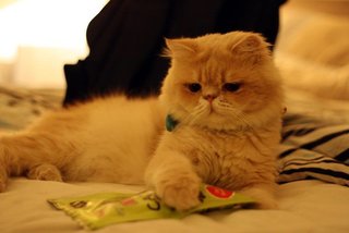 Didi Boy - Persian Cat